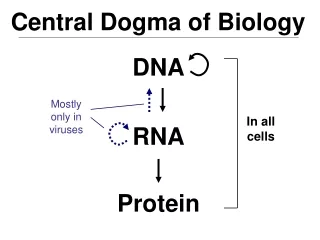 DNA