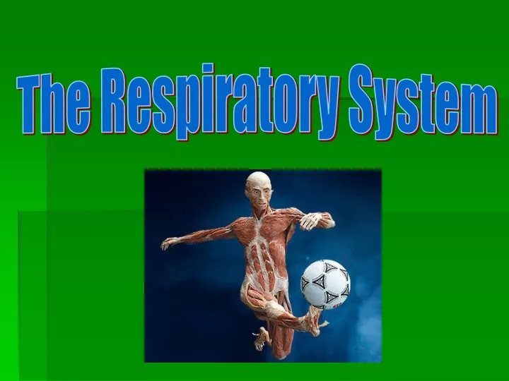 the respiratory system