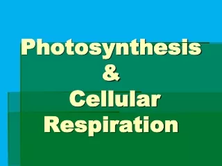 Photosynthesis &amp;   Cellular Respiration