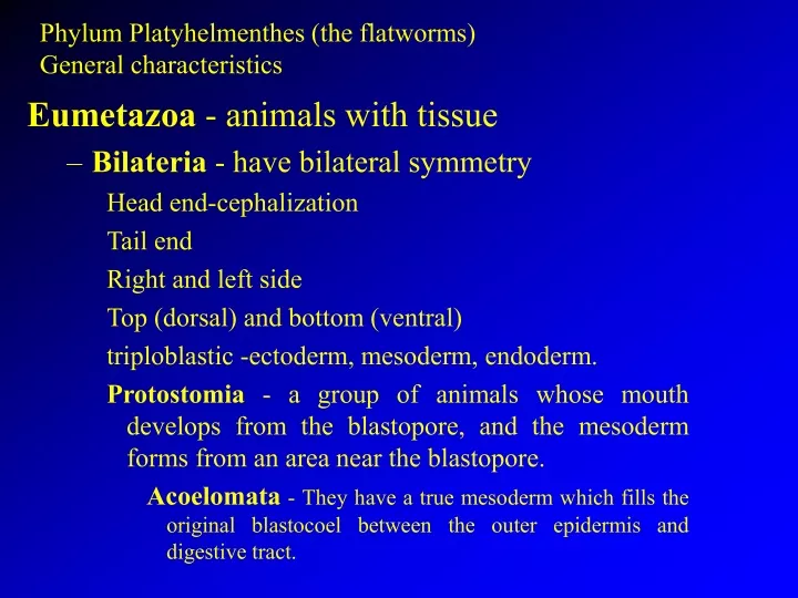 phylum platyhelmenthes the flatworms general