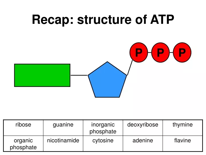 recap structure of atp