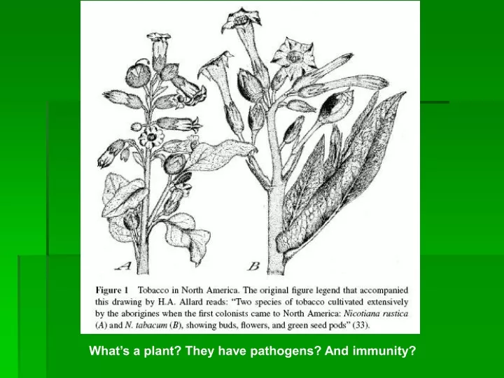 what s a plant they have pathogens and immunity