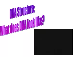 DNA Structure: What does DNA look like?