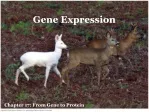 Gene Expression - slide 1