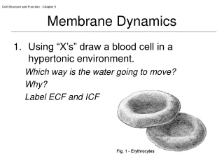 Membrane Dynamics