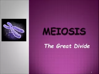 MEIOSIS