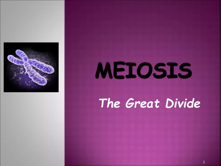 meiosis