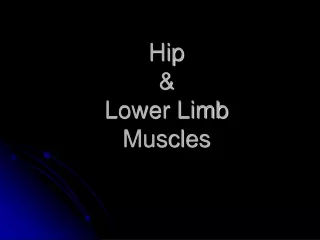 Hip  &amp;  Lower Limb Muscles