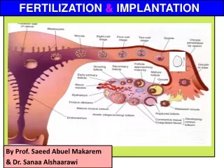 By Prof.  Saeed Abuel Makarem &amp; Dr.  Sanaa Alshaarawi