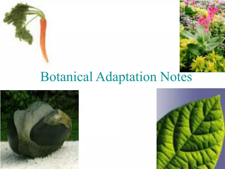 botanical adaptation notes