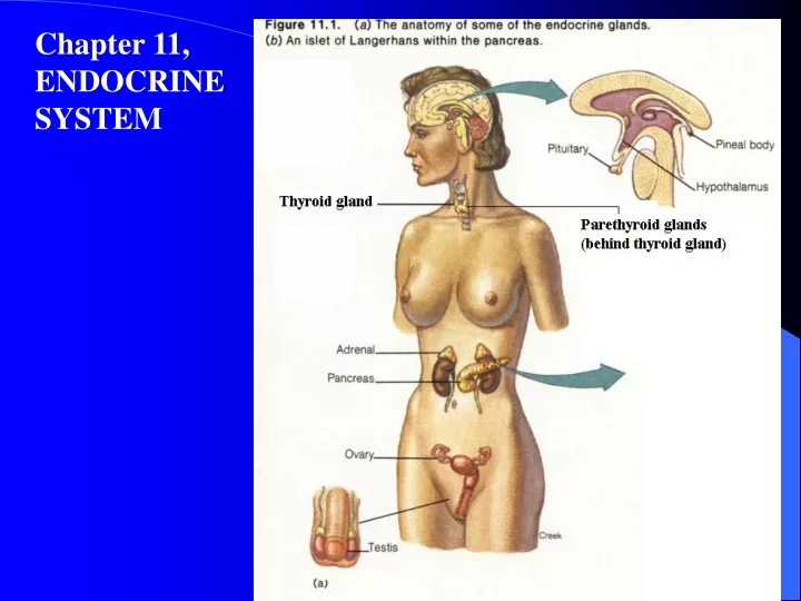 chapter 11 endocrine system