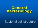 Bacterial cell structure - slide 1
