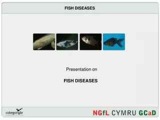 FISH DISEASES