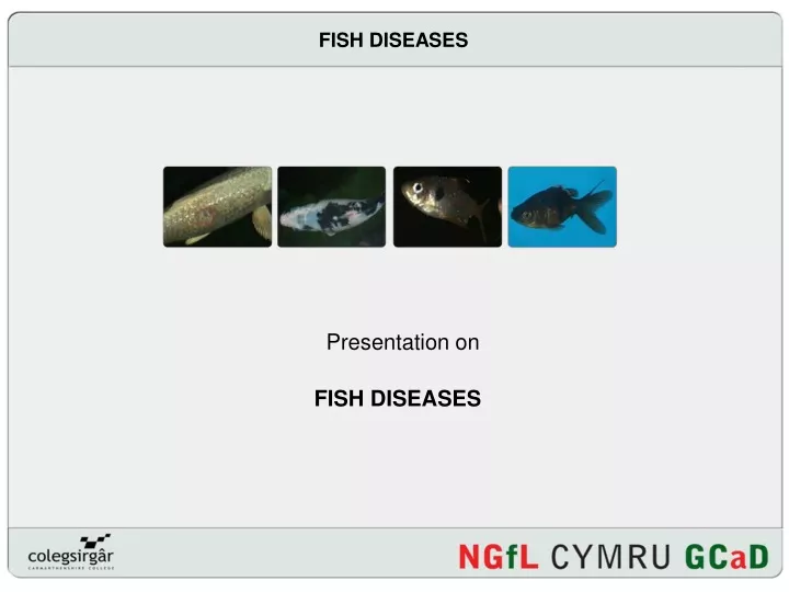 fish diseases