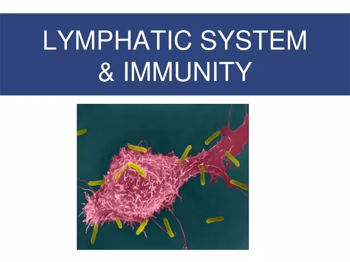 lymphatic system immunity