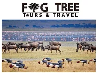 migration safari tours