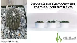 CHOOSING THE RIGHT CONTAINER FOR THE SUCCULENT PLANTS