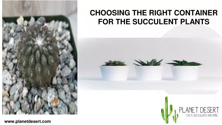 choosing the right container for the succulent