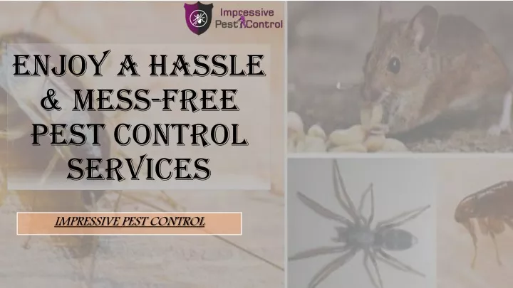 enjoy a hassle mess free pest control services