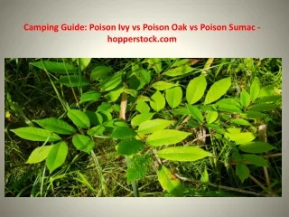 Camping Guide: Poison Ivy vs Poison Oak vs Poison Sumac - hopperstock.com