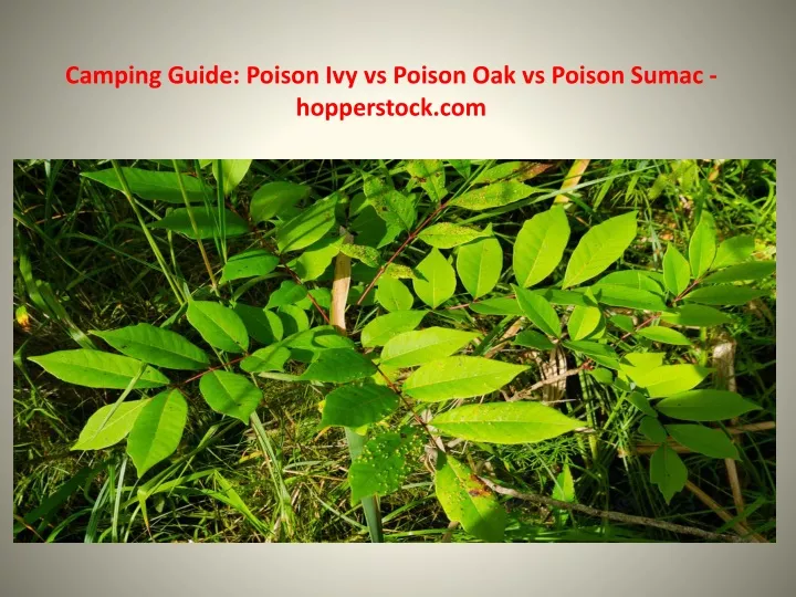 camping guide poison ivy vs poison oak vs poison sumac hopperstock com