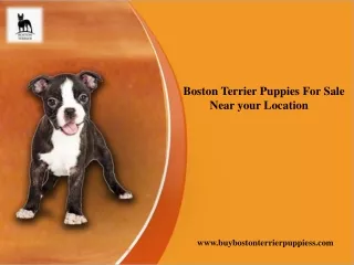 Boston Terrier Puppies For Sale Near your Location