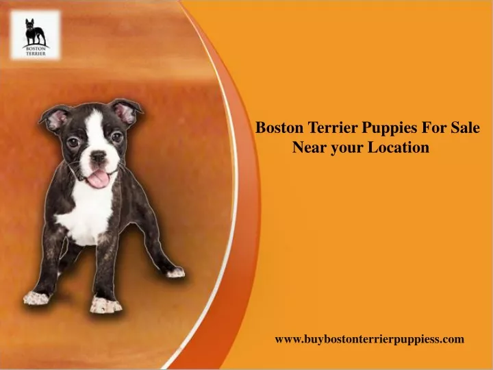 boston terrier puppies for sale near your location