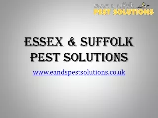 Why the Pest Control Essex is very Effective?
