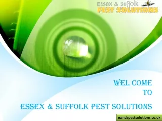 What is the Usefulness of Effective Pest Control Suffolk?
