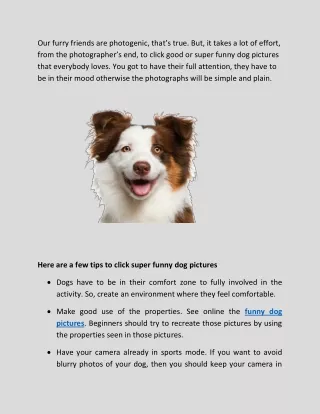How to click funny pictures of your dog
