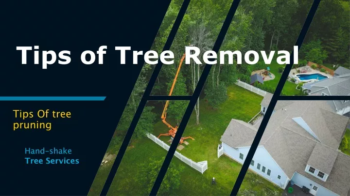 tips of tree removal