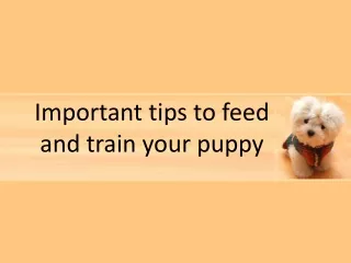 Important tips to feed and train your puppy