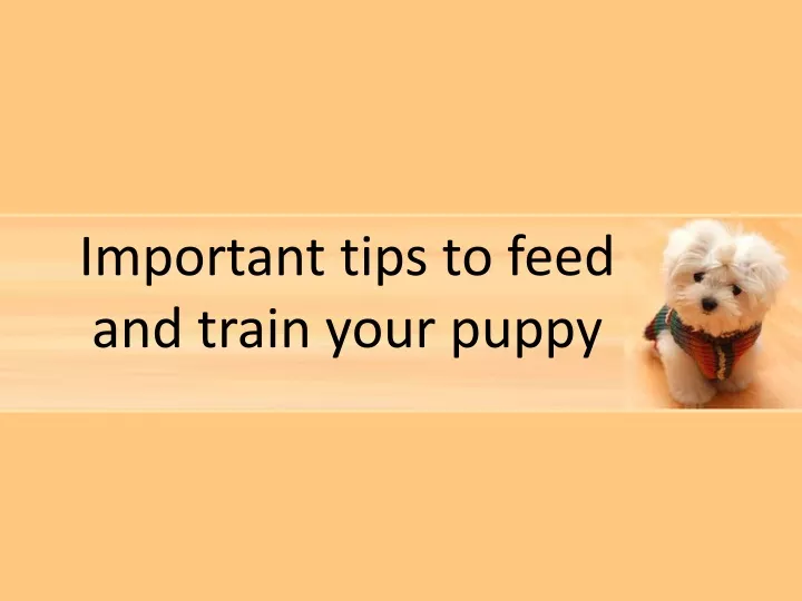 important tips to feed and train your puppy