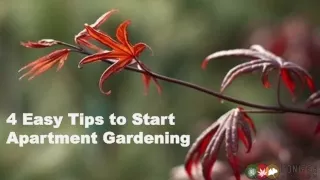 4 Easy Tips to Start Apartment Gardening