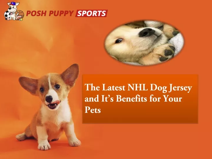 the latest nhl dog jersey and it s benefits for your pets