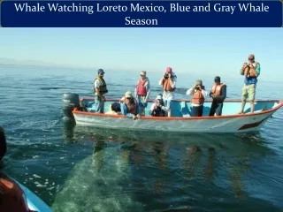 Whale Watching Loreto Mexico, Blue and Gray Whale Season