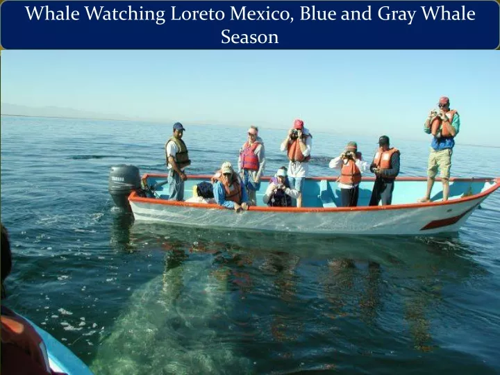 whale watching loreto mexico blue and gray whale