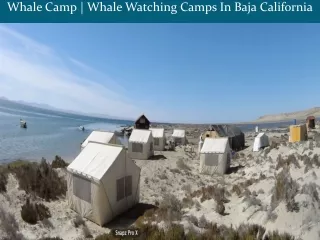 Whale Camp | Whale Watching Camps In Baja California