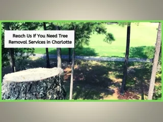 REACH US IF YOU NEED TREE REMOVAL SERVICES IN CHARLOTTE