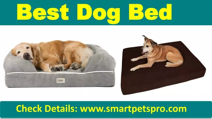 best dog bed