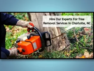 Hire our experts for tree removal services in charlotte, nc