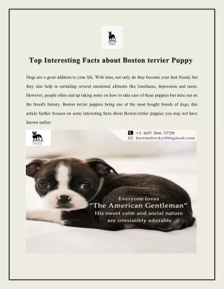 Interesting Facts about Boston terrier Puppy