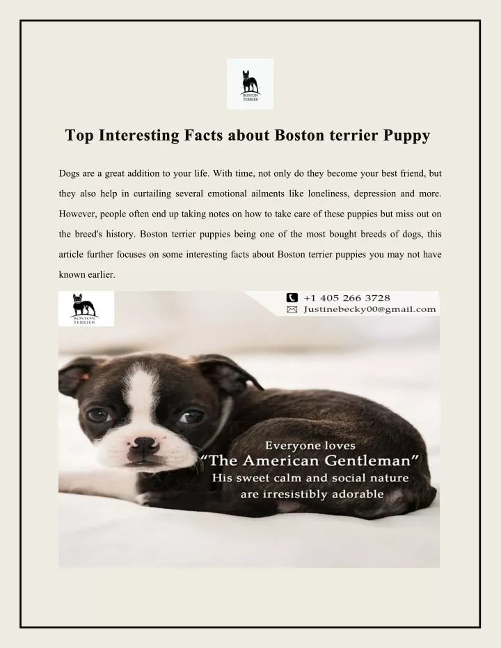 top interesting facts about boston terrier puppy