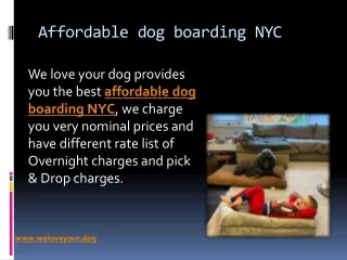 Dog Boarding in Midtown Manhattan