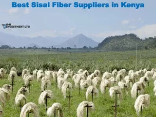 Best Sisal Fiber Suppliers in Kenya