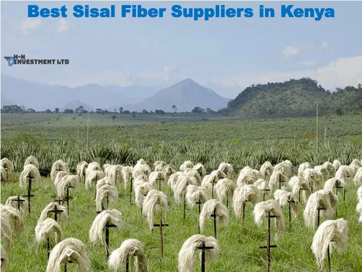 best sisal fiber suppliers in k enya