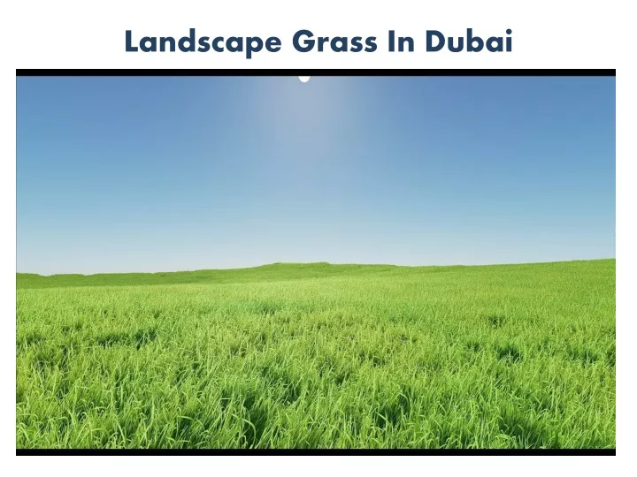 landscape grass in dubai