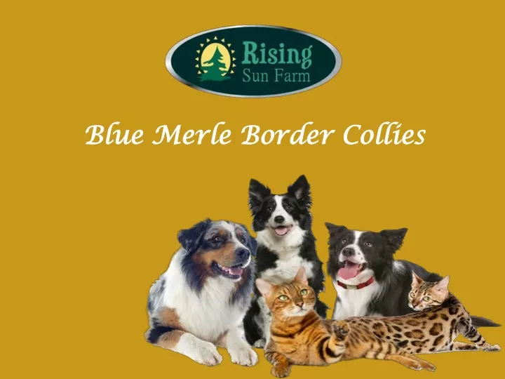 blue merle border collies