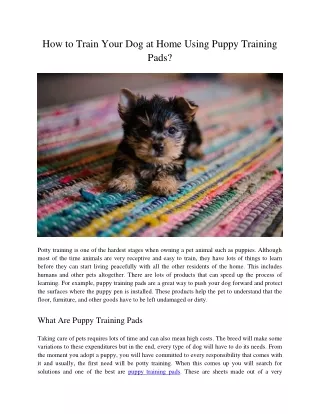 how to train your dog at home using puppy