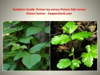 Outdoors Guide: Poison Ivy versus Poison Oak versus Poison Sumac - hopperstock.com